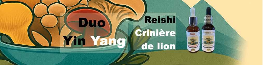 DUO Yin Yang Reishi et Crinière de lion, l'équilibre sacré